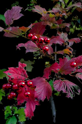 Highbush Cranberry in Autumn

