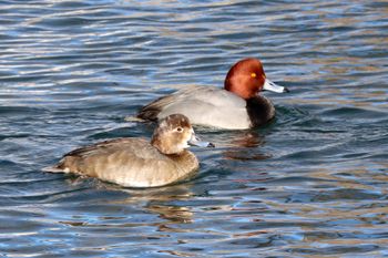 2022-Redheads - Female and Male
