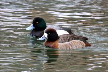 Greater Scaup pair

