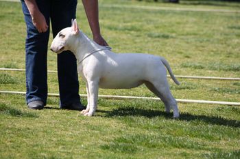 Lacey went Best In Show in Australia
