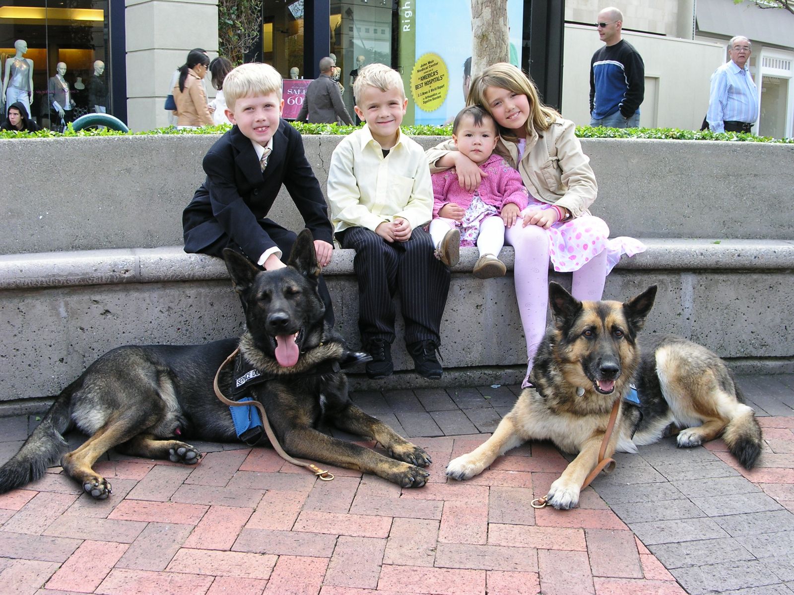 Dog Boarding & Training In Phoenix Dorfman Canine