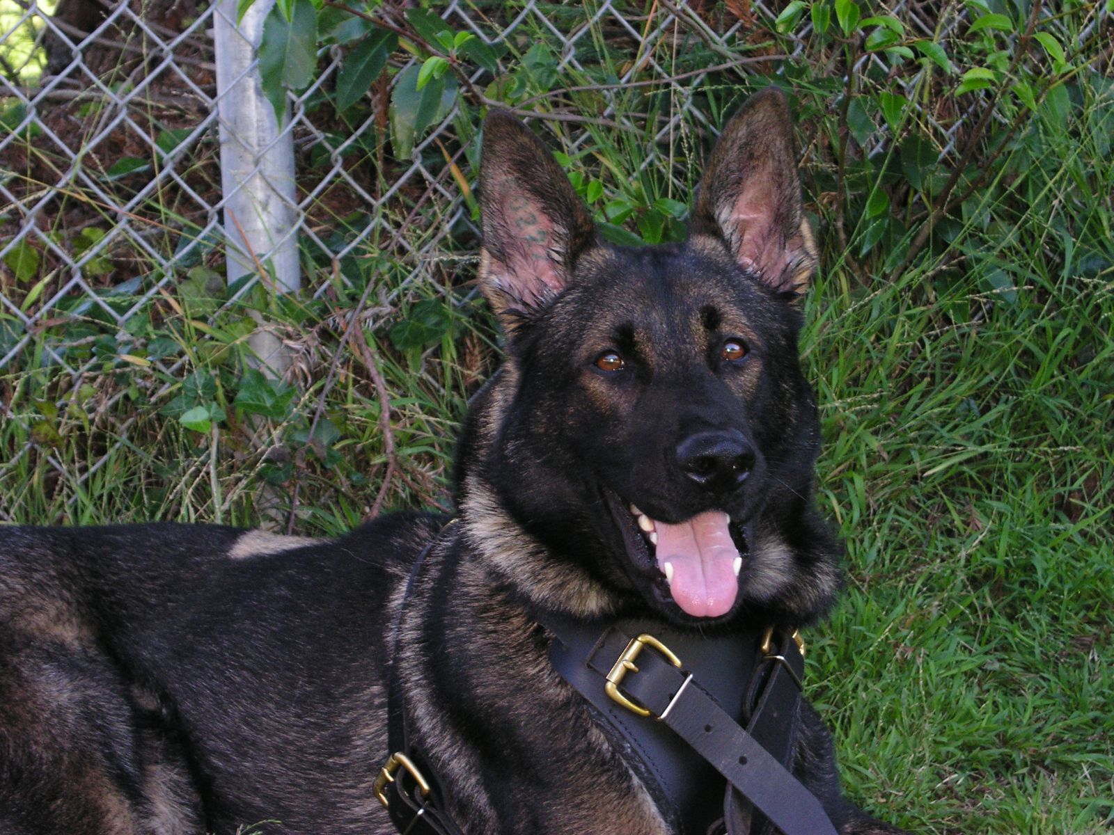 Dog Boarding & Training In Phoenix Dorfman Canine