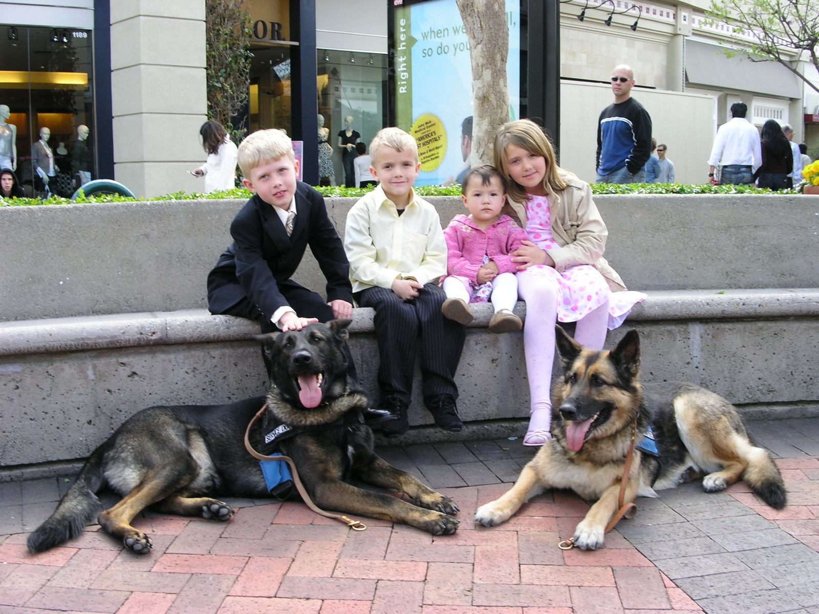 Dog Boarding & Training In Phoenix Dorfman Canine