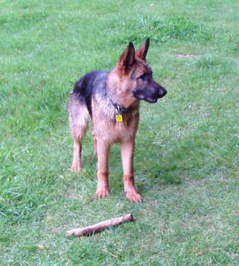 Shephaven Captain(Captain) Lives in Rotorua and is cared for by Peter and Family. He loves the outdoors and playing with his friend Pippa the lab.

