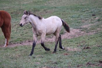 Guns Make Me Prissy. 2021 AQHA Buckskin Roan Filly. By Wrss Wyohancockgunnr and out of Seekin Prissyboots. Pedigree includes: Doc Hollywood, Blue Apache Hancock, Our Hide N Seeker and more. She is 5 panel NN. Should mature to 15.0-1 hands and be just as stocky. Sold.
