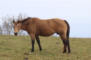 Dash For Pistol. 2004 AQHA Buckskin Mare. 15 hands. This mare is a wonderful, quiet mare that is easy to get along with. She is by our stallion Gunnin It and out of Kennys Babe. She has an excellent pedigree.  On her papers she has Playgun, Freckles Playboy, Smart Little Lena, Tuffernhel and Sky Bug Bingo. Her foals are very athletic, one is in Colorado furthering his barrel training. She has another foal that has been started in reining. They are smart, willing and correct in every way. 4 panel N/N. She is a Herda carrier.
