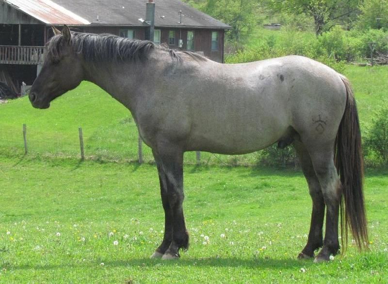 Hudson's Quarter Horses And Paints Our Stallions