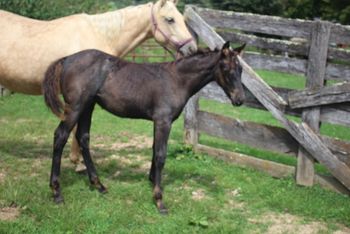 2018 AQHA Blue/Smokey Blue Roan Colt. By Wrss Wyohancockgunnr Out of: Twistn For Cash.  5 panel NN. This guy is quick as a cat and very athletic. I can see him doing really well in barrels or cutting or penning. This guy can move. Stocky too!  Pedigree includes: Doc O Lena Twist, Peppymint Twist, Missin James, Miss N Cash, Dash For Cash, Royal Silver King, Sugar Bars, Wyo O Blue, Blue Apache Hancock, Gooseberry and many more.  Should mature to 15 hands. $2100. SOLD!!
