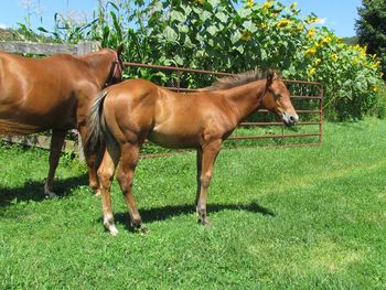Cruise. 2015 AQHA Bay Colt. By Gunnin It and out of Smart N Tuff Peppy. This guy is a mover and a shaker, hence the name Cruise! Pedigree includes: Smart Chic Olena, Freckles Palyboy, Playgun, Smart Little Lena and Tuffernhel. Should mature to 15 hands. $1300. Thank you Denese and Bob!
