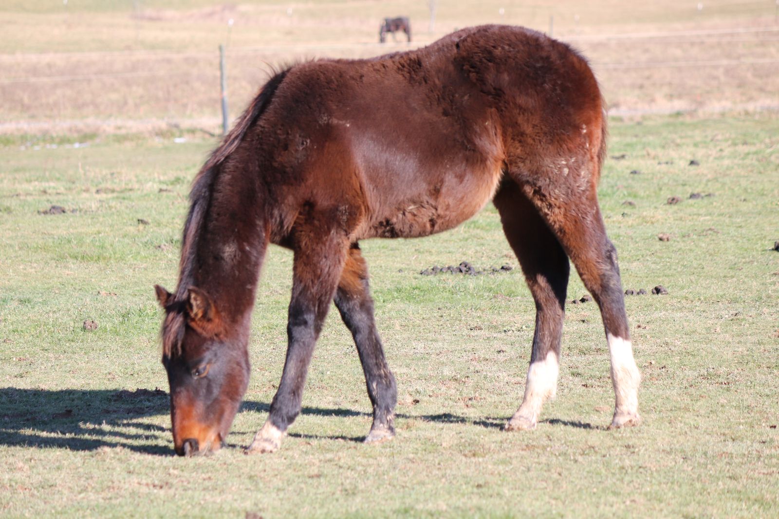 Hudson's Quarter Horses And Paints Sold Horses