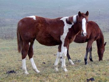 Kiss My Smart Gun. 2012 APHA Chestnut Tobiano Filly by Kiss My Tonto and out of Smart Daisy Gun. Pedigree includes: Kiss My Zippo, Paint Me Zippo, Playgun, Smart Little Lena, Freckles Playboy and Miss Silver Pistol. This filly is very straight and correct, she would do well in any discipline. $900. SOLD!!!
