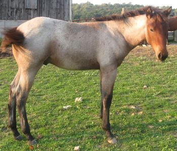 Zephyr. 2011 AQHA Bay Roan stud colt. $900. He is going to be a big, broad guy! His pedigree includes Sugar Bars, Our Hide N Seeker, RR Hancock Bluebeard, Hancock, Playgun, Smart Little Lena, Miss Silver Pistol, and Three Bars. Come check him out! SOLD!!!
