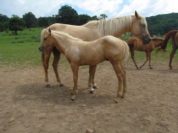 Apollo. 2015 AQHA Palomino Colt! By Gunnin It and out of Seekin Prissyboots. This guy is very, very nice! Already, he loves his attention. Pedigree includes: Playgun, Smart Little Lena, Doc Hollywood, Our Hide N Seeker, and Miss Silver Pistol. Should mature to 15 hands. He will excel in cutting, reining, penning, or barrel racing. $1400. Sold! Thank you Taylor and Ethan, this guy is heading to NC with his weaning buddy Blackberry!
