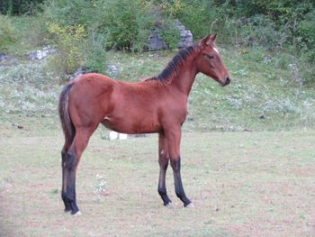 Twisted Lil Highbrow. Hickory. 2016 AQHA Bay Colt. By ATV and out of Chickasha Kitty. This guy is going to be super nice too! High Brow Hickory, Smart Lil Highbrow, Doc O Lena Twist, Grays Starlight, Smart Little Lena and Royal Silver King. This guy is bred so well too! Cutting and reining here we come! Very, very nice, athletic colt. Should mature to 15-15.1 hands. He is 5 panel N/N.  Priced at $1600. CHECK OUT OUR FACEBOOK AS WE ARE RAFFLING THIS GUY OFF FOR ONLY $25 A SLOT! 65 SLOTS AVAILABLE!  SOLD!!!! CONGRATS SHERRY KITNER ON YOUR NEW COLT!
