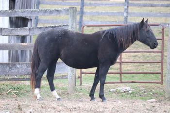 Playguns Smart Sugar. 2011 AQHA Black filly. She will be 14.3-15 hands when she matures. By Gunnin It and out of Big M Flamin Gay. Pedigree includes: Playgun, Sugar Bars, Miss Silver Pistol, Freckles Playboy, Smart Little Lena and Flamin Quincy Dan. 5 Panel N/N.
