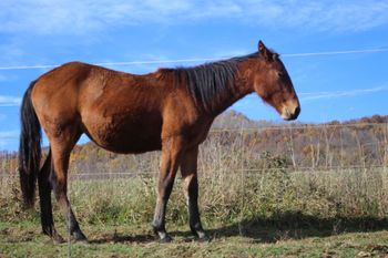 Guns Sugar N Daisies. Pippa. 2018 AQHA Bay Filly. By ATV and out of Smart Sugar Playgun. This is one super filly! She is bred to be amazing! Playgun, Smart Little Lena, Doc O Lena Twist, Peppymint Twist, Royal Silver King and Sugar Bars. Should mature to 14.3 hands and be pretty wide. She should be able to cut a cow no problem! She is 5 panel NN and priced at $2400. Sold!
