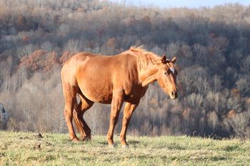 Chickasha Kitty. 2006 AQHA Chestnut mare. 15.1 hands. By Smart Lil Highbrow and out of Chickashas Starlight. This mare has been added to our broodmare band and we are very excited to have her! She is currently bred to Gunnin It for a 2014 foal. Her pedigree includes: High Brow Hickory, Grays Starlight, Smart Little Lena, Spooks Jazzman, and Chickasha Dan.  5 panel N/N.
