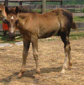 2011 AQHA Black stud colt. $1000. He is by our stallion ATV and out of our mare Dash For Pistol. His bloodlines include Doc O Lena Twist, Playgun, Tuffernhel, Miss Silver Pistol, Royal Silver King, and Doctressa. Come check him out! He's a nice mover! SOLD!!!
