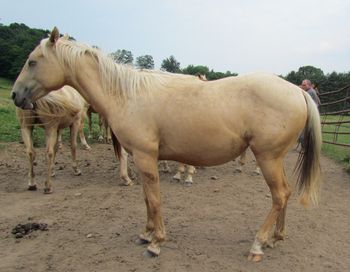 Playguns Sassy Lady. AKA: Butters. $700. Palomino 2010 AQHA Filly. This filly is by our stallion Gunnin It and out of our mare, Miss Ally Worden. This filly's bloodlines go back to foundation horses as well as Playgun, Smart Little Lena, Smart Daisy Date and Freckles Playboy. SOLD!

