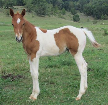 2012 APHA Chestnut tobiano colt. By Gunnin It and out of BetUCantBeatMe. This guy is super stocky! Pedigree includes: Playgun, Smart Little Lena, Freckles Playboy, Miss Silver Pistol, Double L Straw, and Tonto Bars Hank. SOLD!
