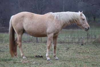 Seekin Prissyboots. 2009 AQHA Palomino Filly. 15.1 hands. By Doc's Sunnyside Up and out of Our Flamin Cinnamon. Her pedigree goes back to: Sugar Bars, Our Hide N Seeker, Goldseeker Bars, Doc Hollywood, Flamin Quincy Dan, and Three Bars. She is 5 panel N/N!
