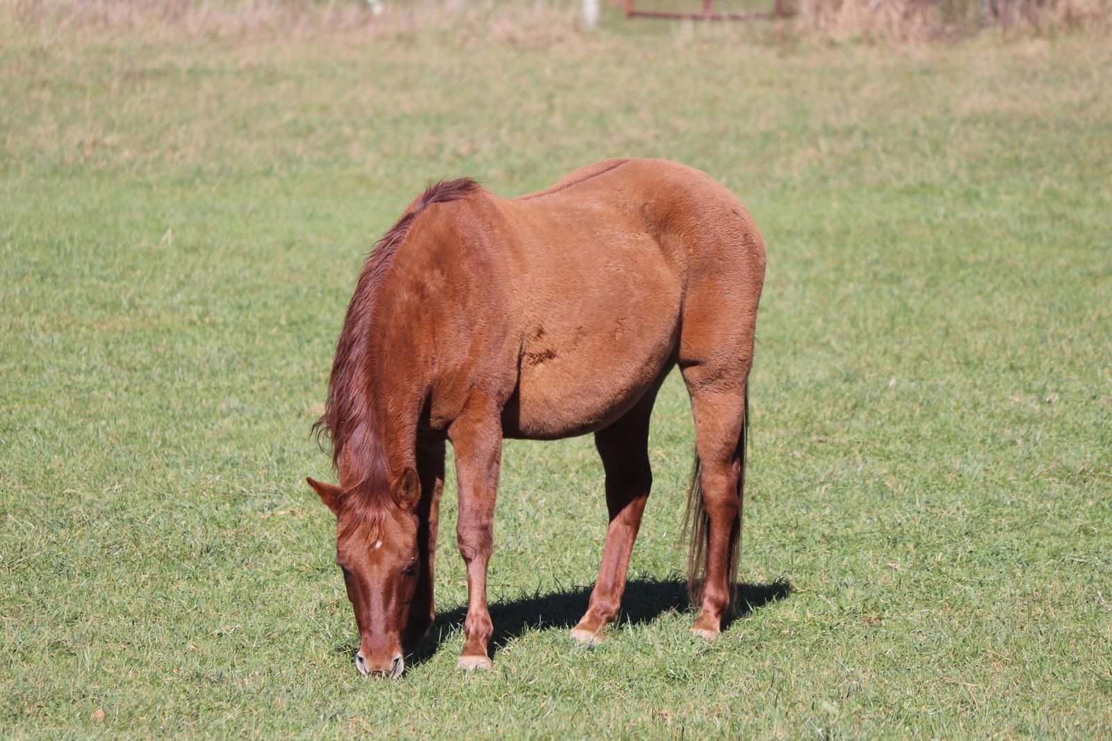 Hudson's Quarter Horses And Paints Broodmare Band