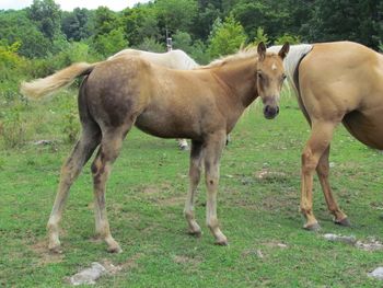 2014 AQHA Palomino Filly. By Gunnin It and out of Missin Flame. We are so excited about this girl! She has Missin James, Playgun, Dash for Cash, Freckles Playboy and Smart Little Lena on her papers! This girl will be awesome! Her full sister is in NC running barrels and winning 1D times! Owner of her full sister was offered $80,000 and turned it down. This is one heck of a filly! SOLD!!!

