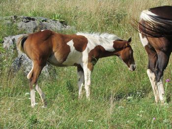 Lilly. 2013 APHA Bay Tobiano Filly. By Kiss My Tonto and out of Blackhawks Rocket. $1200. This girl is going to mature around 15.2-16 hands. She is straight and correct, loving filly! Pedigree includes: Kiblers Black Hawk, Kiss My Zippo, Paint Me Zippo, Great Pine, Poco Pine, Sonny Dee Ceasar, Top Deck, Moon Deck, and Zippo Pine Bar. SOLD!!!! Thank you Tristan! Going to Clarksburg, WV!
