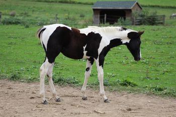 Cherokee. 2017 APHA Black and White Tobiano Colt. By Kiss My Tonto and out of Hawks Magic Otoe. This guy is huge and fancy! Magic always outdoes herself in everyway. This year she has proved that it isn't any different. Pedigree icnludes: Kiss My Zippo, Paint Me Zippo, Otoe, Otoe's Goldenrod and Kiblers Black Hawk. SOLD!  Thank you Williams' family! He will have such a wonderful home!

