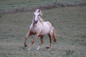 Twisted Royal Sugar. 2012 AQHA Palomino Filly. By ATV and out of Big M Flamin Gay. This filly is so nice and easy going! We can't wait to see what kind of foals we get out of her. She was injured as a weanling, so therefore will probably never be trained. Pedigree includes: Doc O Lena Twist, Sugar Bars, Flamin Quincy Dan, Royal Silver King, Freckles Playboy, Doc Tressa and many more! Primrose is 5 panel NN.
