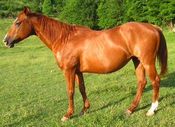 Cas Bar Lady Lee. 1997 Sorrel AQHA Mare. She foaled Nite Playgirl and Win Gold Hollywood, and has been bred to our stallion Doc's Sunnyside Up for a palomino foal in 2012. She is broke to ride and can catch a cow. Come check Harley out, she is a big mare, about as tall as she is wide! $1500. She has Leo on her papers! BREED FOR FREE 2012!!! SOLD!!

