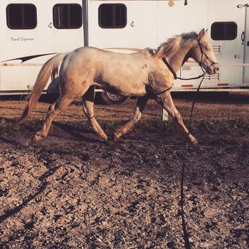 Tuff in Hollywood. 2013 AQHA Cremello Gelding. By Docs Sunnyside Up and out of Kennys Babe. He is a full brother to the other cremello colt we had this year. This guy is QUIET! Very well mannered and easy going. He loves attention and will do anything to please. He has been 5 panel tested and is N/N across the board, he carries no genetic diseases. Pedigree includes: Tuffernhel, Doc Hollywood, Win Or Lose, Codys Jeannie Dawn, Lady Bugs Moon, Top Moon, Scooper Chick, Triple Chick, Lady Bugs Moon and many more! Should mature to 15.0-1 hands.  This guy is now in NC getting a good start on his training, with Ashlyn Lewis, where he will be sold!  SOLD!

