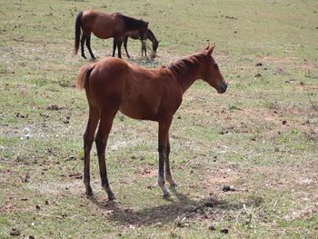 TWISTNFORSTACKEDCASH. Tilly. 2021 AQHA Bay Filly By ATV and out of Easy Hollywood Cash. Tilly should mature to 15 to 15.1 hands. She is 5 panel NN through sire and dam. Pedigree includes: Dash For Cash, Doc O Lena Twist, Peppymint Twist, Rockets Wrangler and many more. $2800. Sold.
