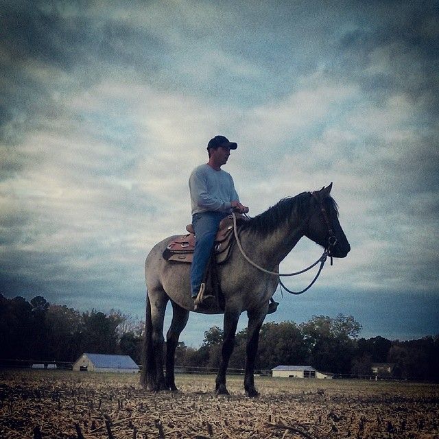 Hudson's Quarter Horses And Paints Our Stallions