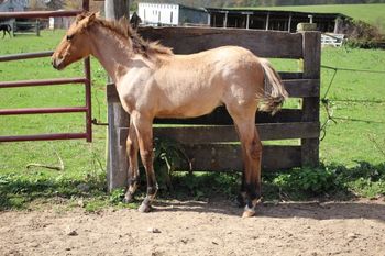 Turbo. 2017 AQHA Bay Dun Roan Colt. By Wrss Wyohancockgunnr and out of Miss Fancy Hawk. This guy has some awesome foundation lines. He will be a tank! I bet he will be as wide as he is tall. Super cute and tons of personality. Pedigree includes: Jayhawker Dandy, The Superhawk, Doc Bar, Fancy Ace Miss. Quarterback, Blue Apache Hancock, Gooseberry, Plenty Try, and many more. His dam is a GBED carrier. There is a 50% chance he will be as well. However, this is a recessive genetic disorder and he will never be bothered by it. He will make an awesome gelding...in which case, it is not a big deal if he is a carrier. However, if someone were to want him tested, we can do so and are happy to go about it. Please message me with any questions! Sold!
