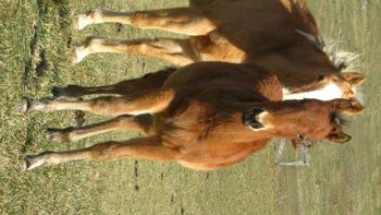 Bella. Bay Filly. AQHA. 2010. By our stallion Gunnin It and out of our mare Kennys Babe. This filly has Tuffernhel, Freckles Playboy, Miss Silver Pistol, Smart Little Lena, and Playgun on her pedigree. SOLD!!!!
