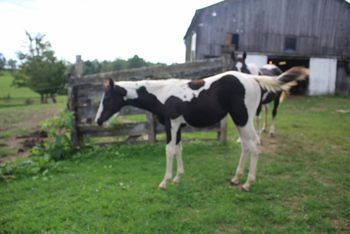 2018 APHA Black Tobiano Filly. By Kiss My Tonto and out of Kings Holy Poco. This filly is wow! Possibly homozygous paint too. We can have her tested if someone is interested! She is 6 panel NN and will be one of the sweetest on the farm. Her pedigree includes: Kiss My Zippo, Paint Me Zippo, Zippo Pine Bar, Sonny Dee Bar, Kiblers Black Hawk, Kiblers Holy Cow, Moon Brat and many more. She should mature to around 15.1 hands. Sold! Thank you Olivia!
