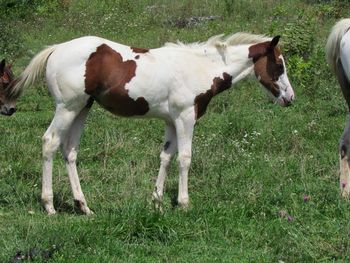 Tulip. 2013 APHA Bay Tovero/Tobiano Filly. By Kiss My Tonto and out of Hawks Magic Otoe. This girl is so sweet and easy going! Pedigree includes Kiss My Tonto, Kiblers Black Hawk, Otoe, Otoe's Goldenrod, Moon Brat, Paint Me Zippo, Zippo Pine Bar, Kitten Ann, Win or Lose, Sky Bug Bingo and Aliza Tardy, with Tardy Too. Check this filly out! Loads of white! $1200. SOLD! Thank you Kellea Cole, this girl is going to White Sulphur Springs, WV!
