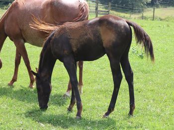 Doc Cee Royal Spur. 2021 AQHA Black, possibly blue colt. By ATV and out of Cee Day Pepto. 5 panel NN. Should mature to 14.3 to 15 hands. This guy will be thick and able to cut a cow! $2600. SOLD.

