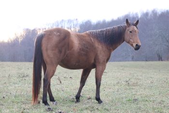 Miss N Twistn Flame. Rhythm. 2016 AQHA Buckskin Filly. By ATV and out of Missin Flame. This girl has it going on! Flash and class! Awesome pedigree too! Including: Doc O Lena Twist, Peppymint Twist, Royal Silver King, Missin James, Dash For Cash, Freckles Twist, Sugar Bars, Flamin Quincy Dan, and Miss N Cash. She is not for sale and is 5 panel N/N.
