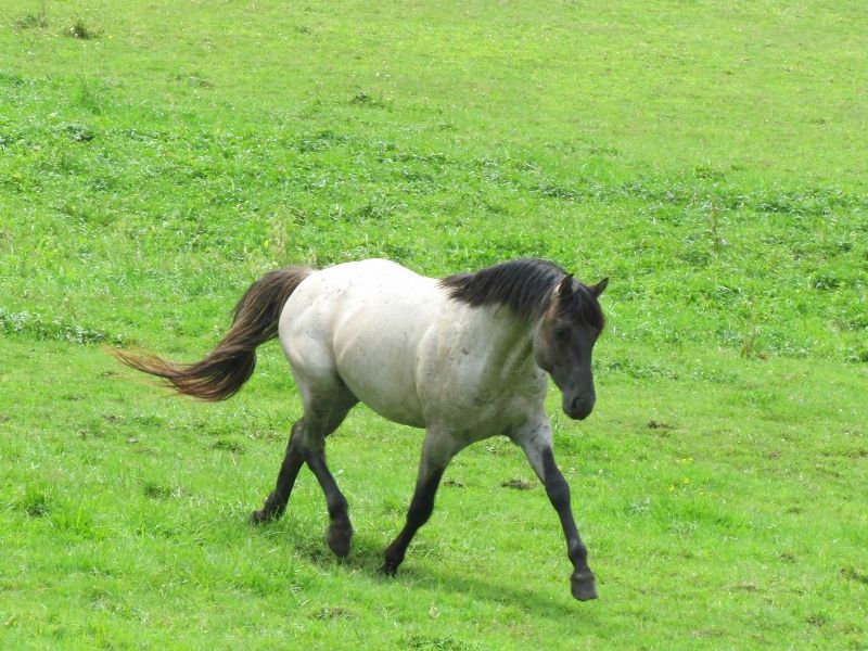 Hudson's Quarter Horses And Paints Our Stallions