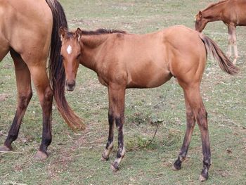 DOCS ROYAL LAKOTA. 2021 AQHA Dun Colt. By ATV and out of Ring My Belles. This guy is so nice too! 5 panel NN. Should mature to 14.3 hands. Pedigree includes: Genuine Doc, Chic Please, Smart Chic Olena, Doc O Lena Twist, Peppymint Twist and more. $2600. SOLD
