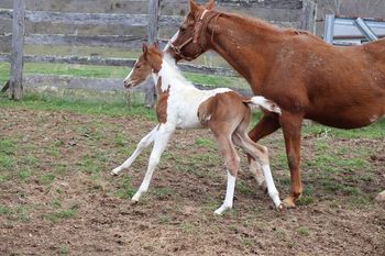 Ace. 2022 APHA Sorrel Tobiano Colt. By Kiss My Tonto and out of Nothin Doin. This guy is  massive! Should mature to 15.1-2 hands and be super stocky. He will do well all around! Pedigree includes: Kiss My Zippo, Paint Me Zippo, Sonny Dee Bar, Lady Bugs Destiny, Two Eyed Jack and more. SOLD.

