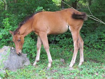 2014 AQHA Bay Filly. This filly has an awesome pedigree! She will be as quick as a cat and be able to turn on a dime! On her papers, not way way back, but actually on her papers she will have: Rugged Lark, Playgun, Smart Little Lena, Doc O Lena Twist, and Royal Silver King. She is bred to the nines for any cow horse prospect. She should mature to 14.2-3 hands. $1600 SOLD!
