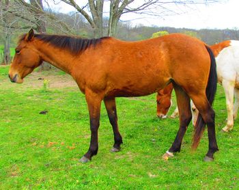 Smart Chic Gun. Also known as Chicy. 2009 AQHA Bay Filly. $1300. Flashy bay filly. By our mare Smart N Tuff Peppy and by our stallion Gunnin It. Come check her out...especially the pedigree. She has Smart Chic Olena, double bred Smart Little Lena, Playgun, Tuffernhel, Smart Daisy Date, and Freckles Playboy all on her papers! SOLD!! Thanks Ashlyn!!
