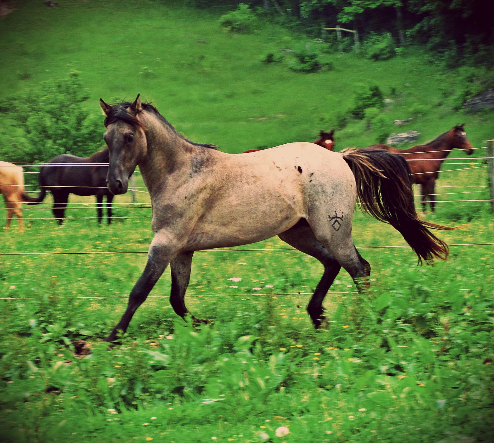 Hudson's Quarter Horses And Paints Our Stallions