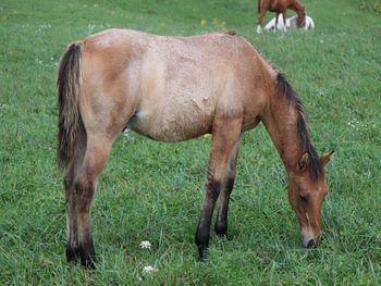 Bodhi. 2021 AQHA Dun Roan Colt. By Wrss Wyohancockgunnr and out of Dash For Pistol. Should mature to 15 to 15.1 hands. Pedigree includes: Playgun, Smart Little Lena, Blue Apache Hancock, Wyo O Blue and more. $2600. SOLD.
