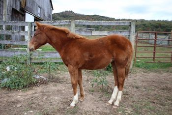 Twisted Lil Pistol. Phoenix. 2019 AQHA Sorrel Filly. Sire: ATV Dam: Smart Sugar Playgun 5 panel NN Height Expectancy: 14.3 hands Pedigree includes: Doc O Lena Twist, Playgun, Smart Little Lena, Miss Silver Pistol, Royal Silver King, Doctressa, Flamin Quincy Dan and more. Priced at $2000
