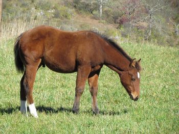 Smart N Quick Gun. Moose. 2014 AQHA Bay Colt. By Gunnin It and out of Docs Quick Jet. This is one really nice colt! He has the foundation pedigree as well as the performance pedigree all mixed into one! Playgun, Smart Little Lena, Freckles Playboy, Nestea, Doc O Lon and many more! He is 5 panel test pending. He would make a great stallion prospect, or he would make an excellent gelding! Will be very stocky! Price reduction! From $1500 down to $1300! SOLD! Thank you Laura! This guy is going to VA!
