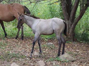 DARNGUNNANDUNNIT. 2021 AQHA Grulla or Grulla Roan Colt. By ATV and out of Sugar Smokum Hancock. 5 panel NN. Should mature to 15 to 15.1 hands. He will be stocky! Pedigree includes: Playgun, Smart Little Lena, Doc O Lena Twist, Royal Silver King, Blue Apache Hancock. $3200. SOLD.
